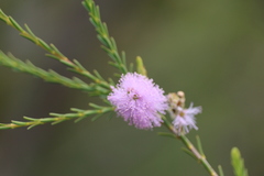 Melaleuca squamea