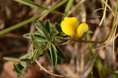 Argyrolobium pauciflorum