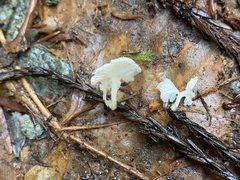 Hemimycena pseudocrispula