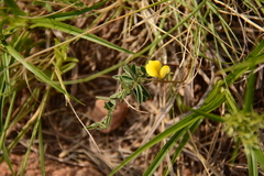 Argyrolobium pauciflorum