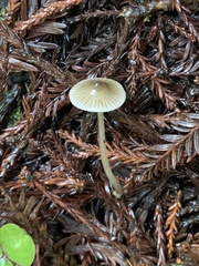 Mycena quiniaultensis