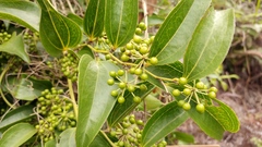 Smilax lanceifolia opaca