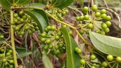 Smilax lanceifolia opaca