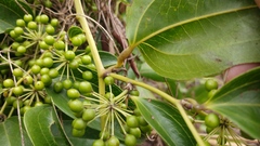Smilax lanceifolia opaca
