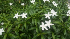 Tabernaemontana divaricata