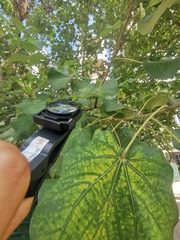 Hyperoncus cyaneosparsus