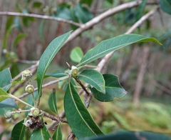 Rhodomyrtus psidioides