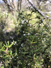 Logania linifolia