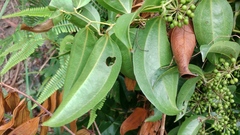 Smilax lanceifolia opaca