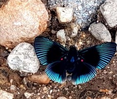 Lyropteryx apollonia