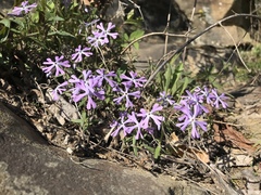 Phlox bifida