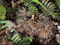 Pterula loretensis