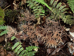 Pterula loretensis