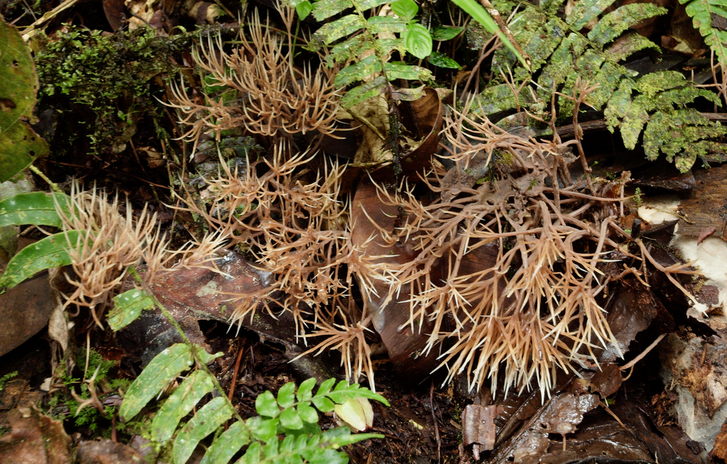 Pterula loretensis