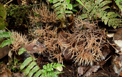 Pterula loretensis