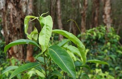 Rhodomyrtus psidioides