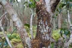 Rhodomyrtus psidioides