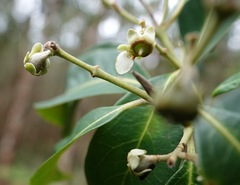 Rhodomyrtus psidioides