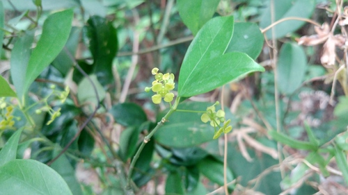 Euonymus nitidus