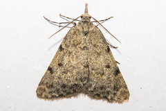 Dichromodes sphaeriata