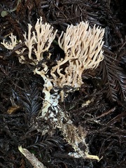 Ramaria rubella