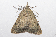 Dichromodes sphaeriata