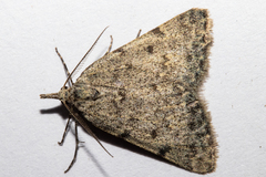 Dichromodes sphaeriata