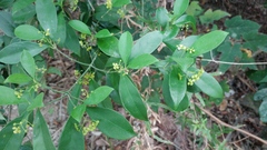 Euonymus nitidus