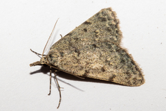 Dichromodes sphaeriata