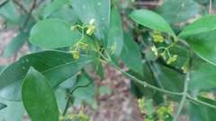 Euonymus nitidus