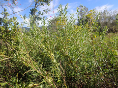 Teucrium africanum