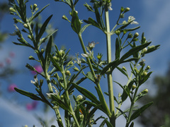Teucrium africanum