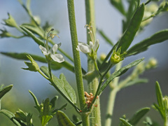 Teucrium africanum