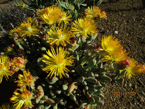 Hereroa latipetala L.Bolus 2
