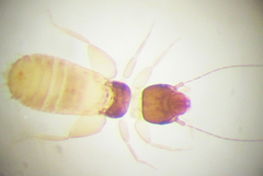 Liposcelis priesneri