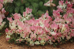 Lechenaultia macrantha