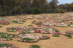 Lechenaultia macrantha