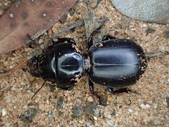 Scaraphites lenaeus lenaeus