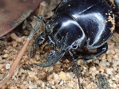 Scaraphites lenaeus lenaeus