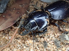 Scaraphites lenaeus lenaeus