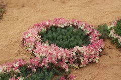 Lechenaultia macrantha