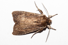 Ichneutica infensa