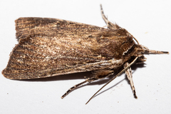 Ichneutica infensa