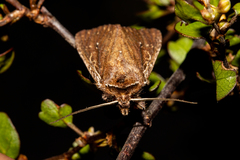 Ichneutica infensa