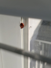 Coccinella septempunctata
