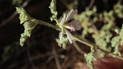 Anisodontea bryoniifolia
