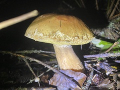 Boletus edulis grandedulis