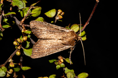 Ichneutica infensa