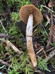 Cortinarius obtusus