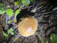 Boletus edulis grandedulis